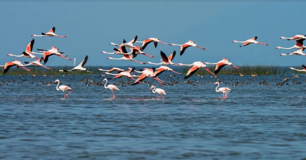 Chilika Lake – The Jewel of Odisha’s Natural Beauty